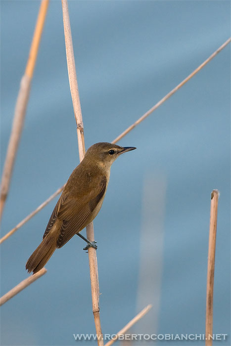 giovane cannareccione ?